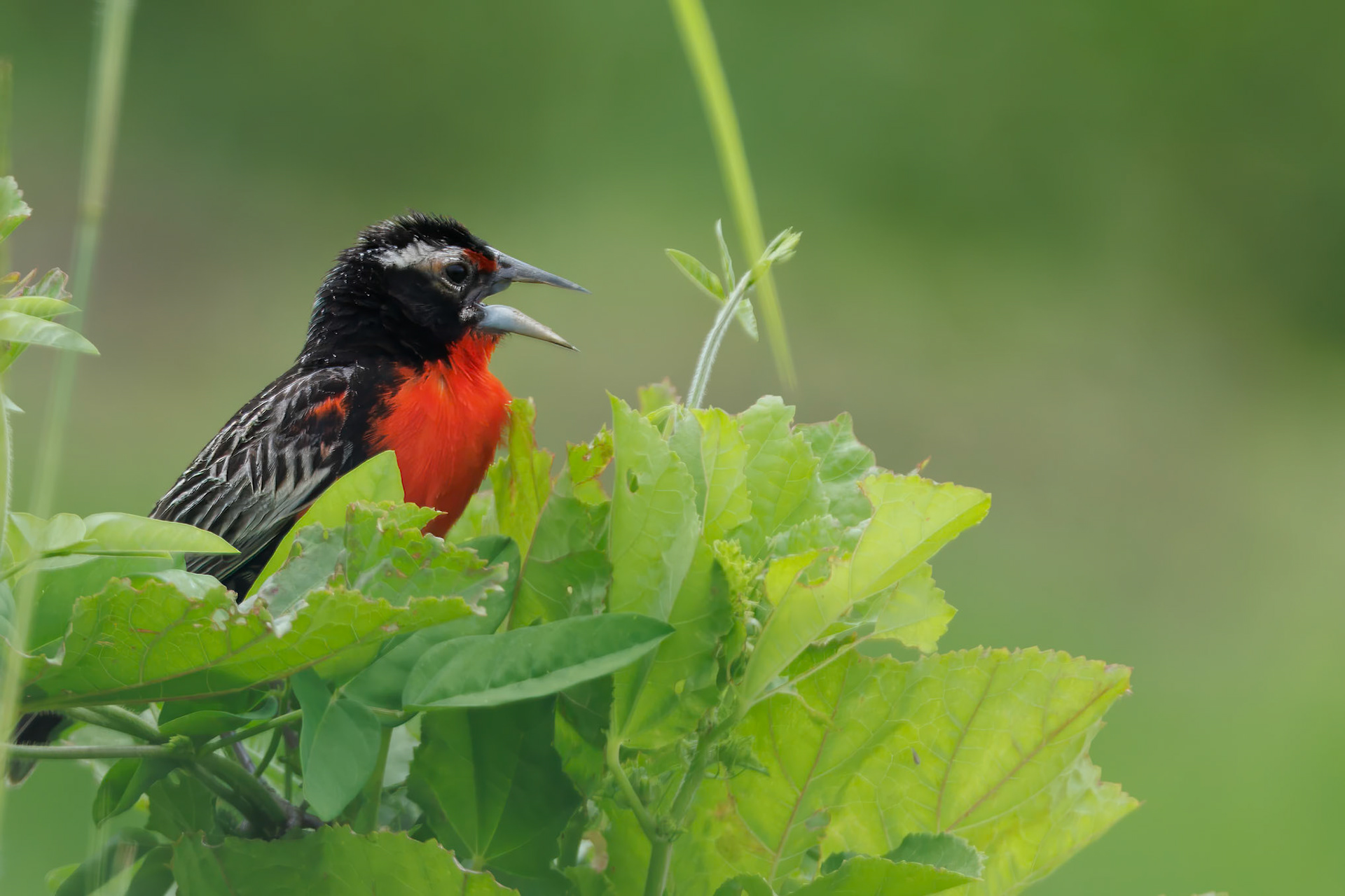 Peruvian Meadowlark