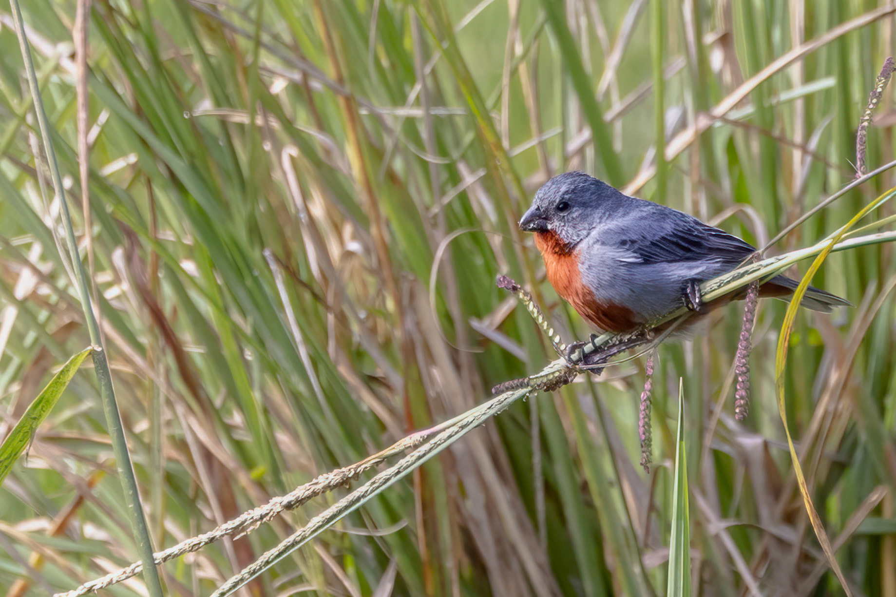 Chestnut-bellied Seedeater