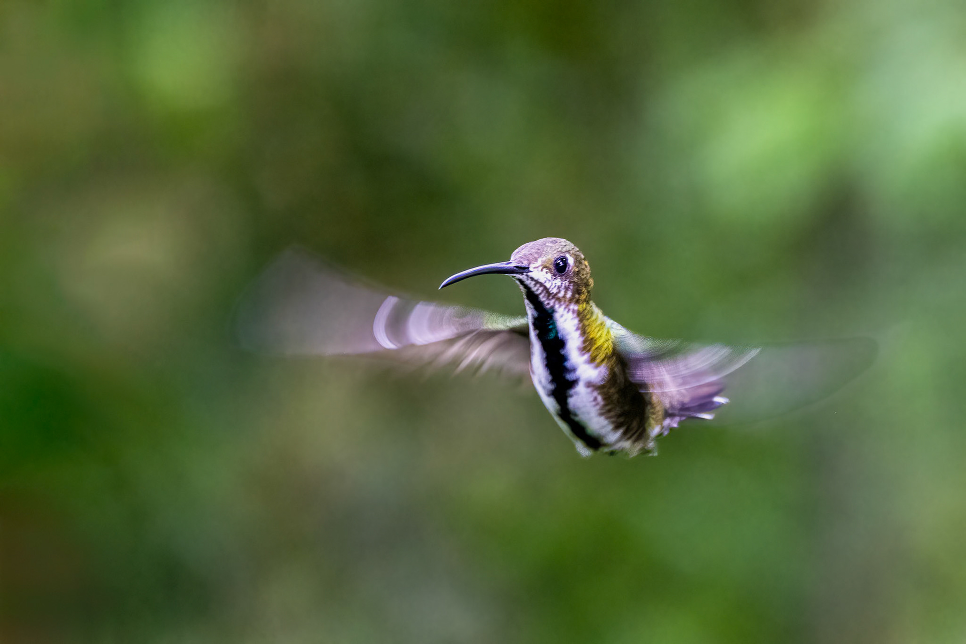 Black-throated Mango