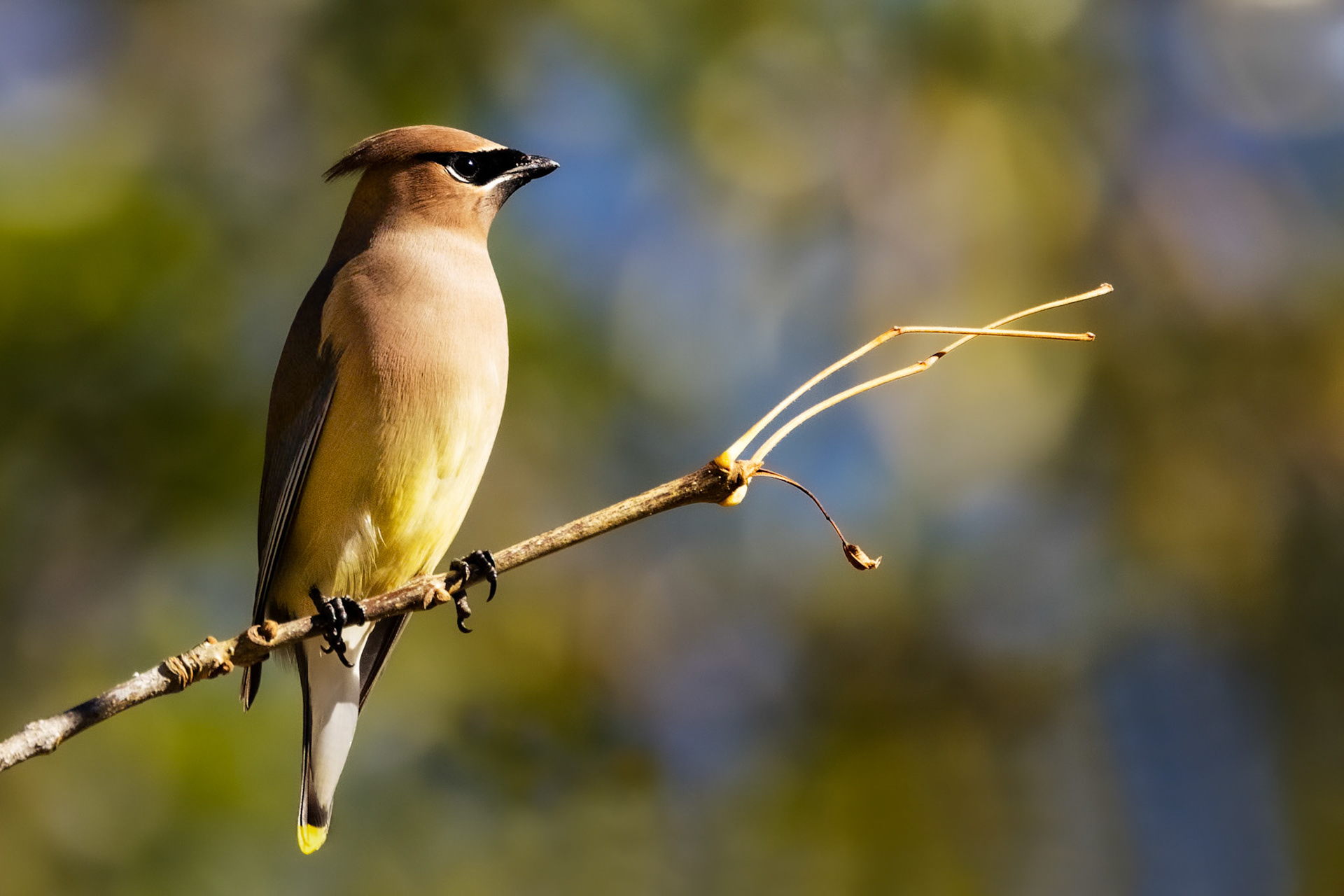Cedar Waxwing