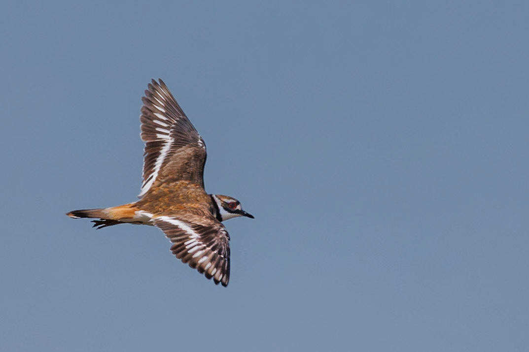 Killdeer