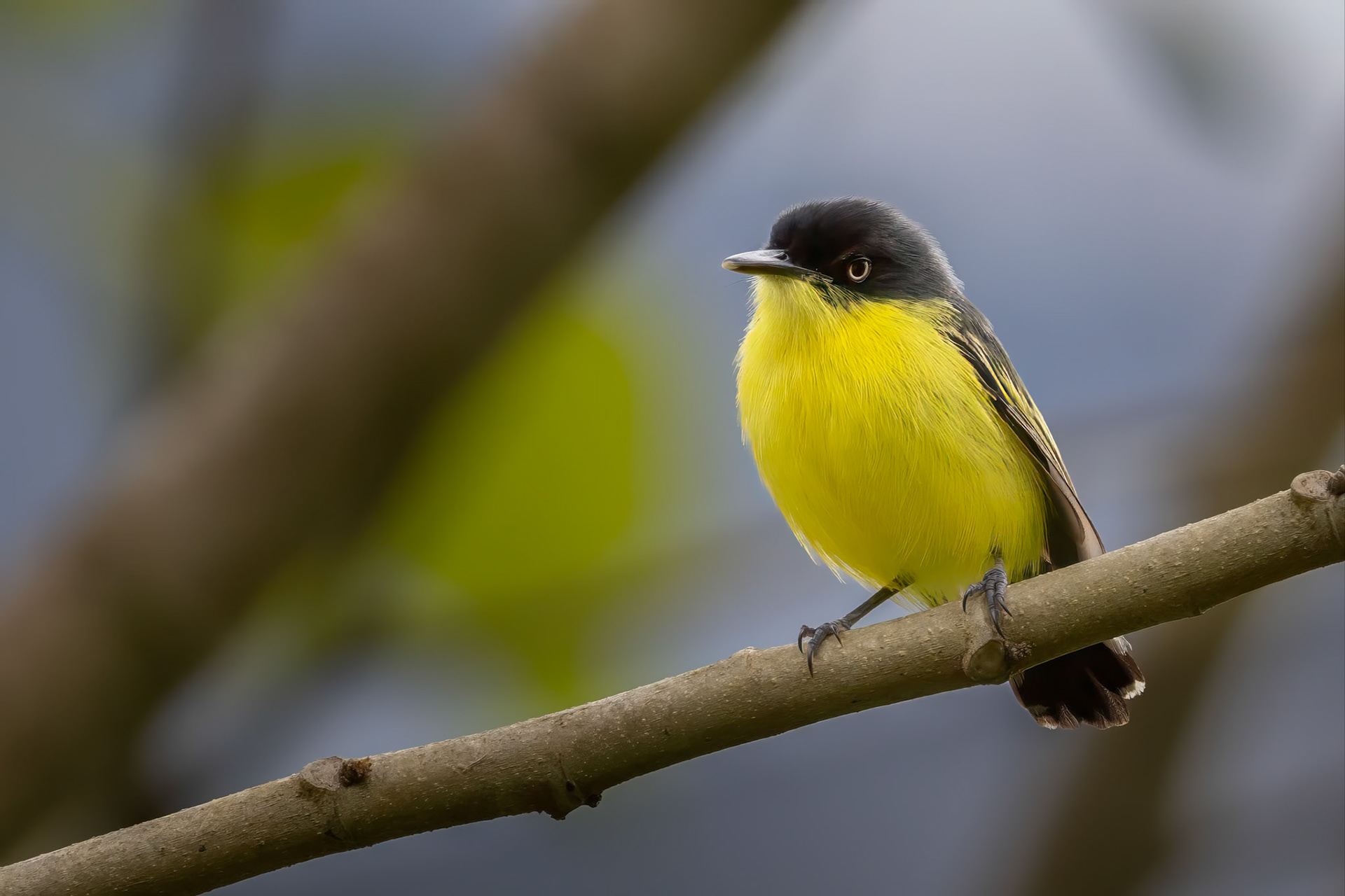 Common Tody-Flycatcher