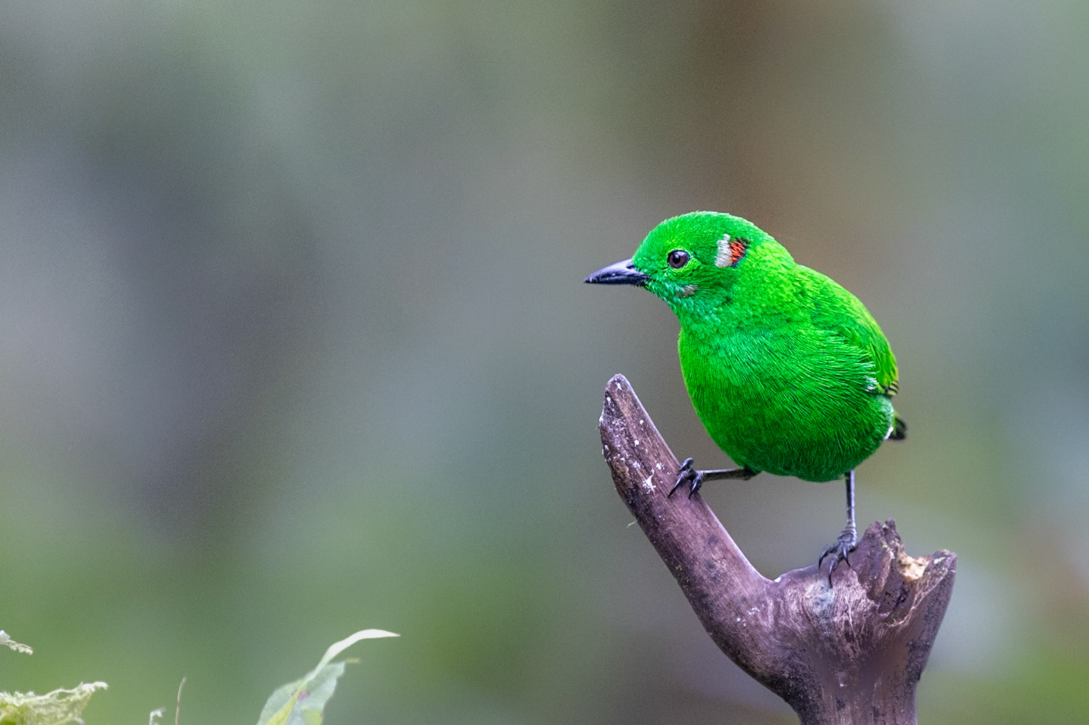Glistening-green Tanager