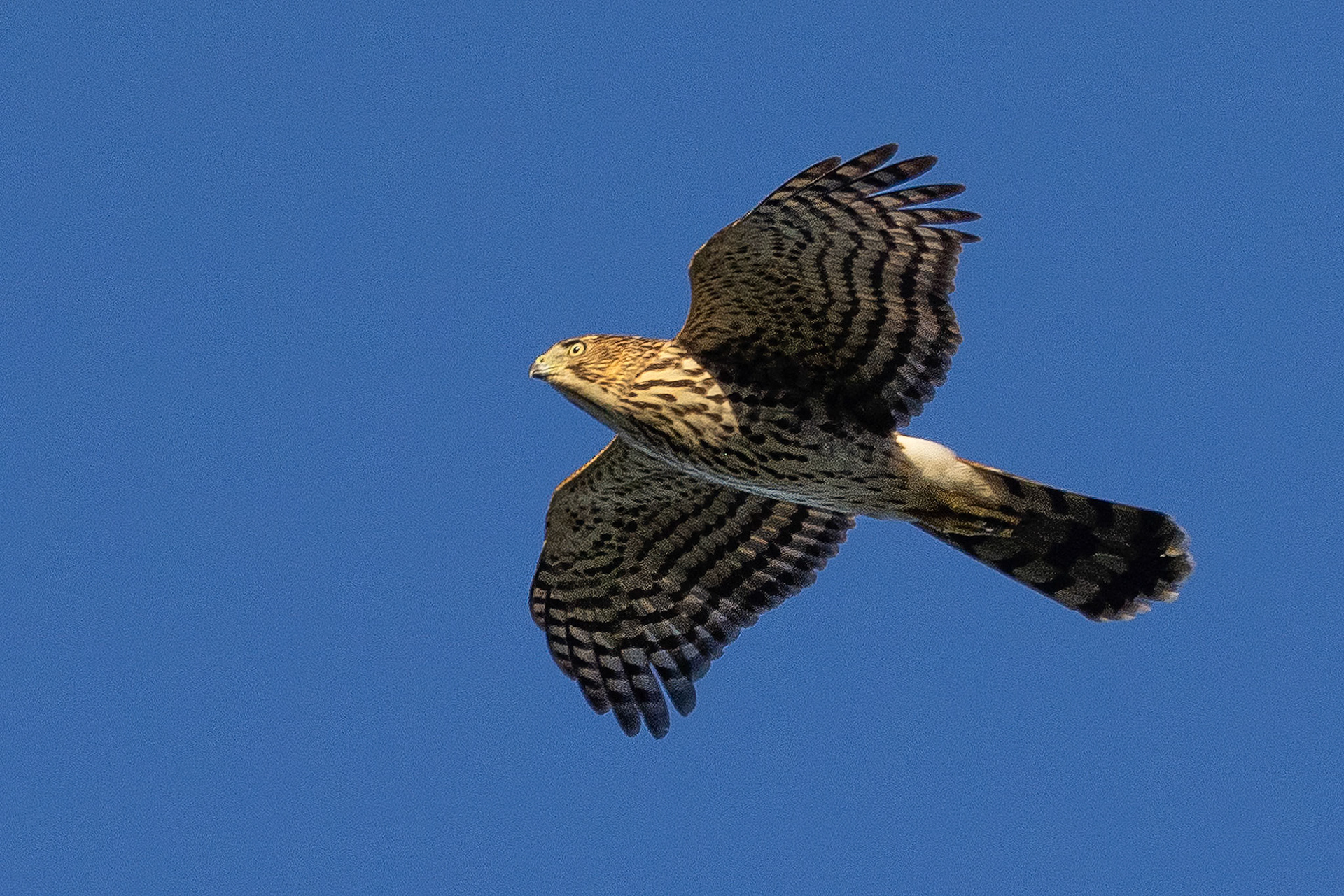 Cooper's Hawk