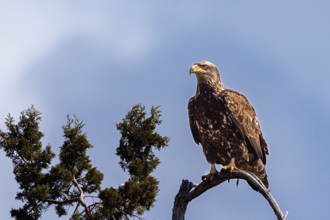 Bald Eagle