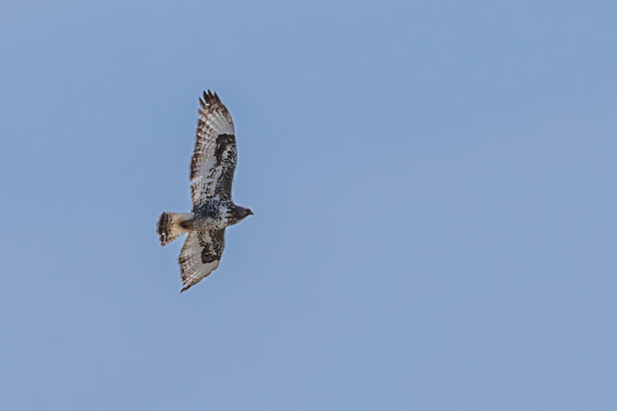 Light Morph Rough-legged Hawk