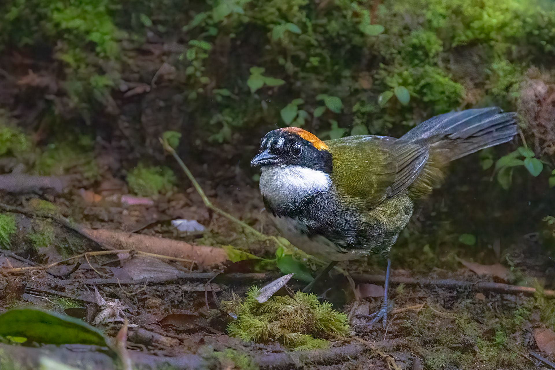 Chestnut-capped Brushfinch