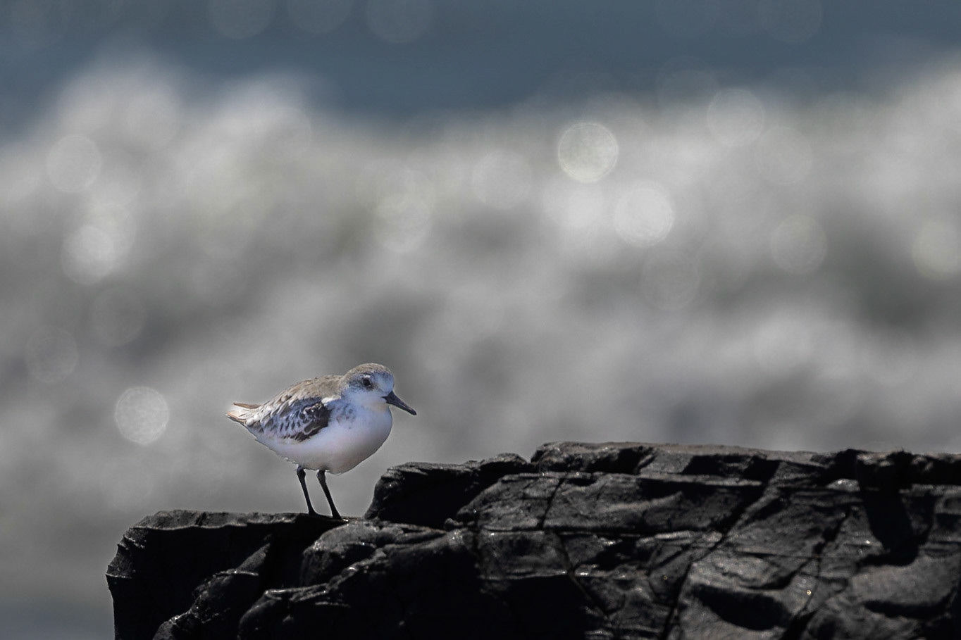 Semipalmated Sandpiper