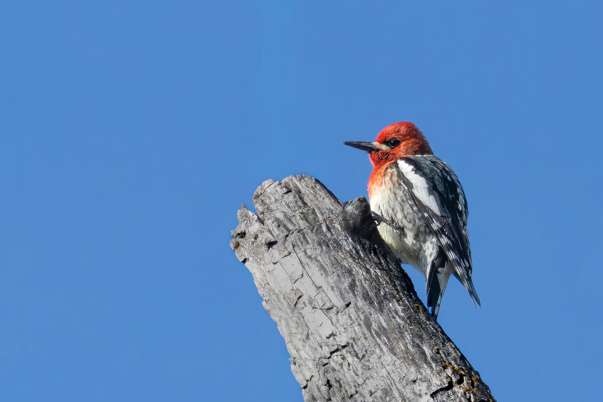 Red-breasted Sapsucker