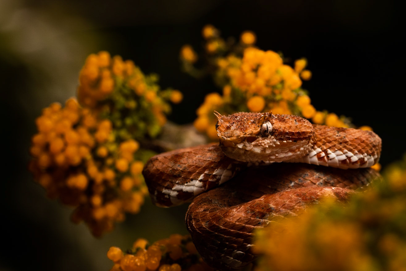 Eyelash Pit Viper