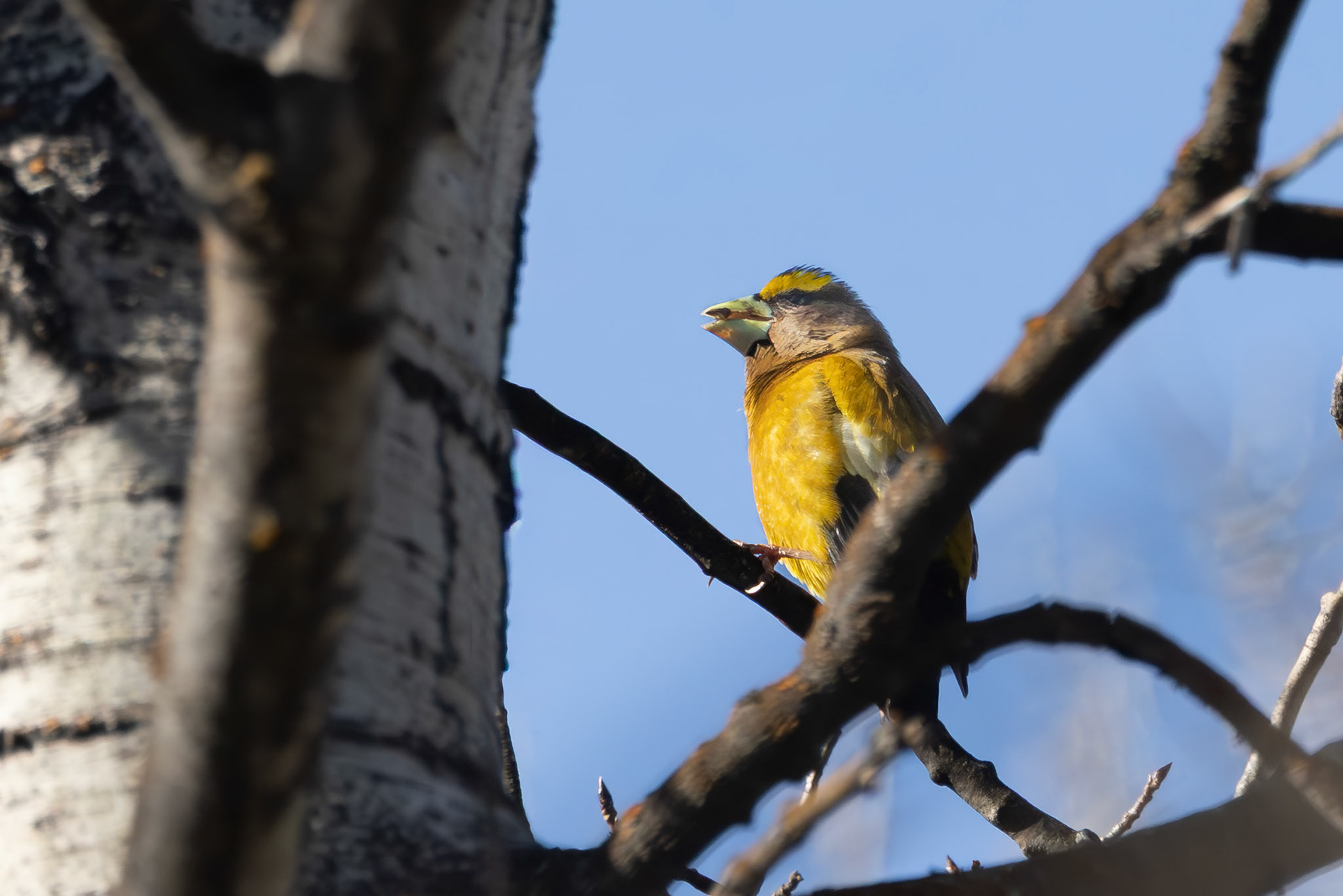 Evening Grossbeak