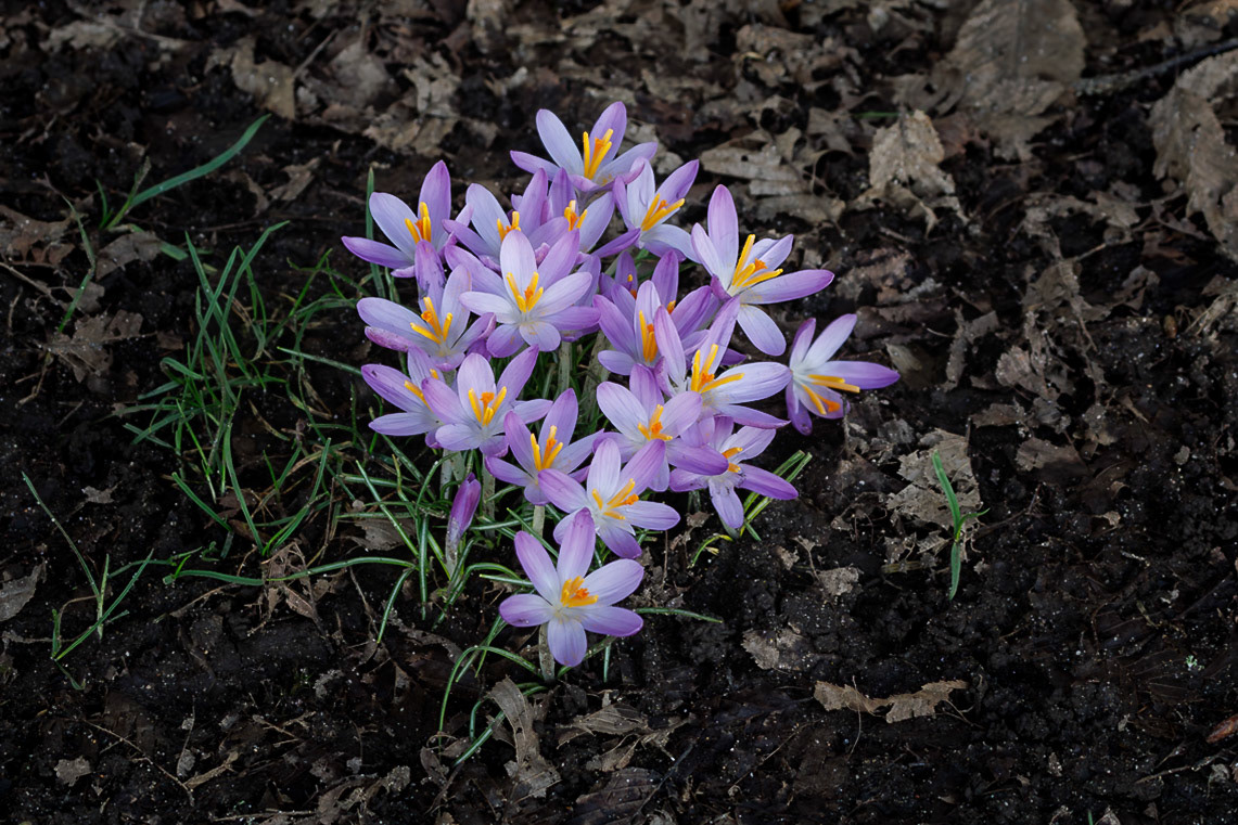Woodland Crocus