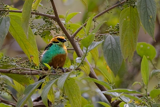Golden-eared Tanager