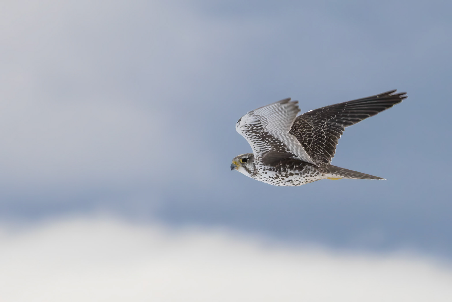 Prairie Falcon