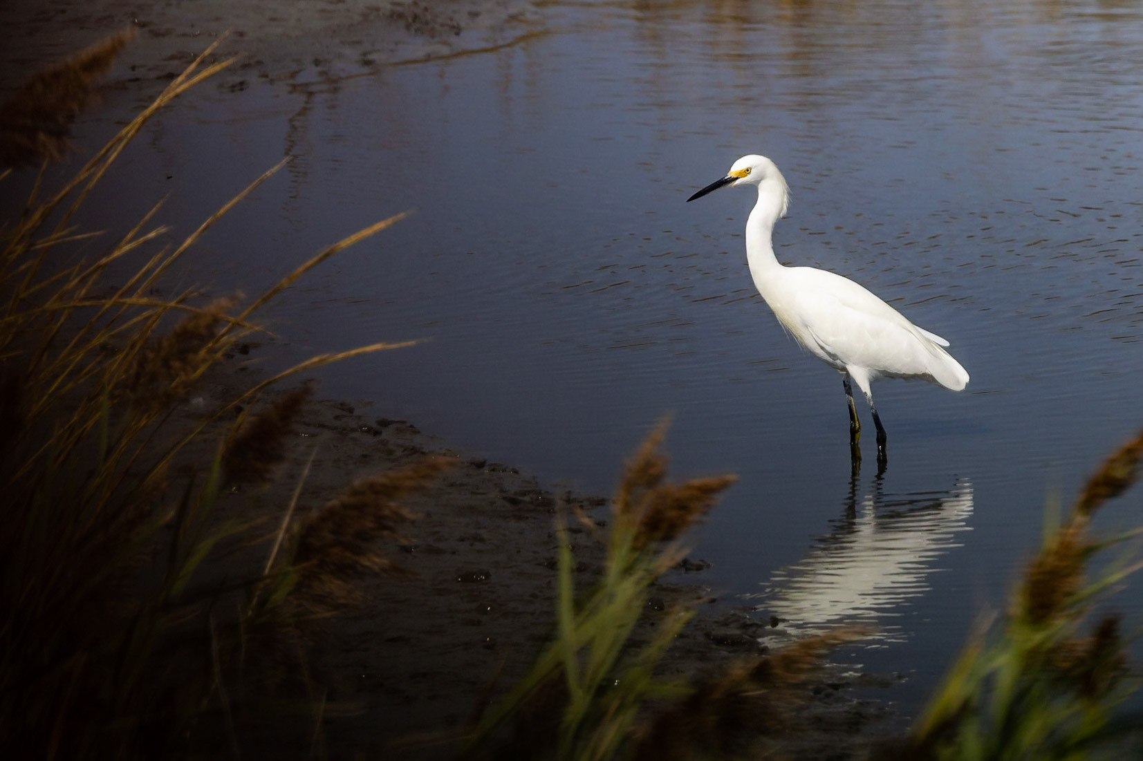 Snowy Egret