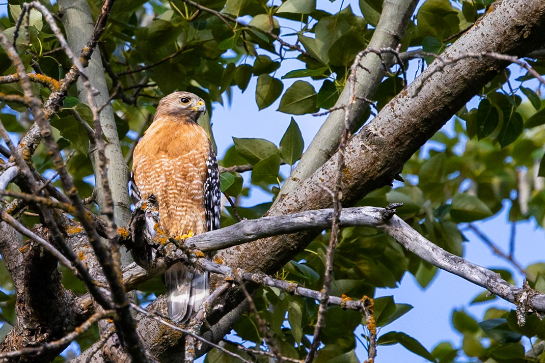 Red-shouldered Hawk