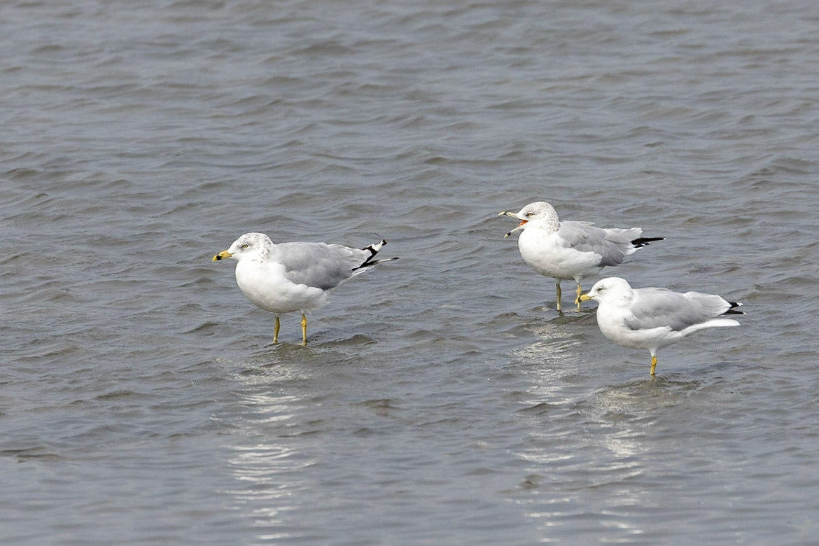 Ring-billed Gull