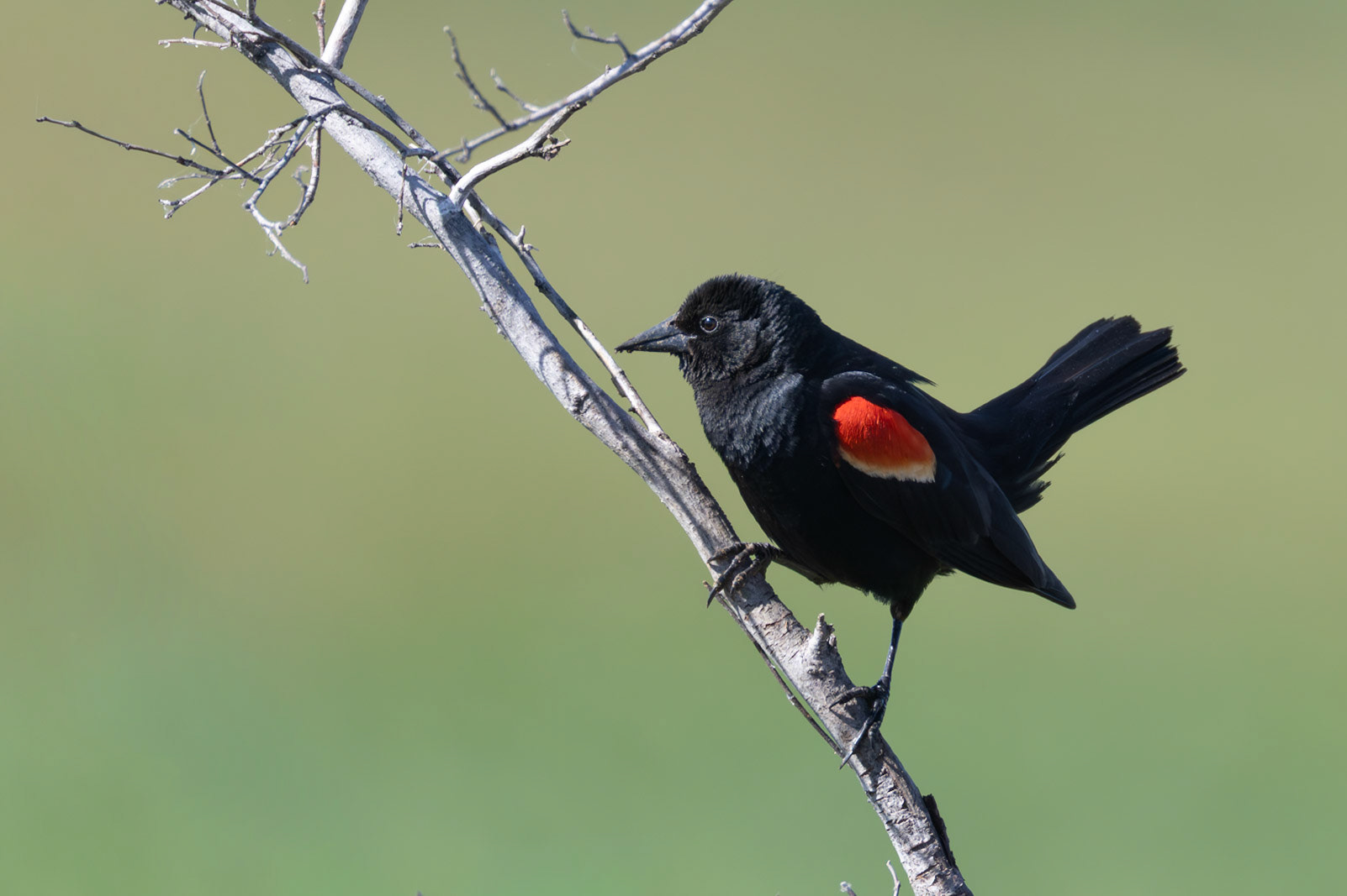Red-winged Blackbird