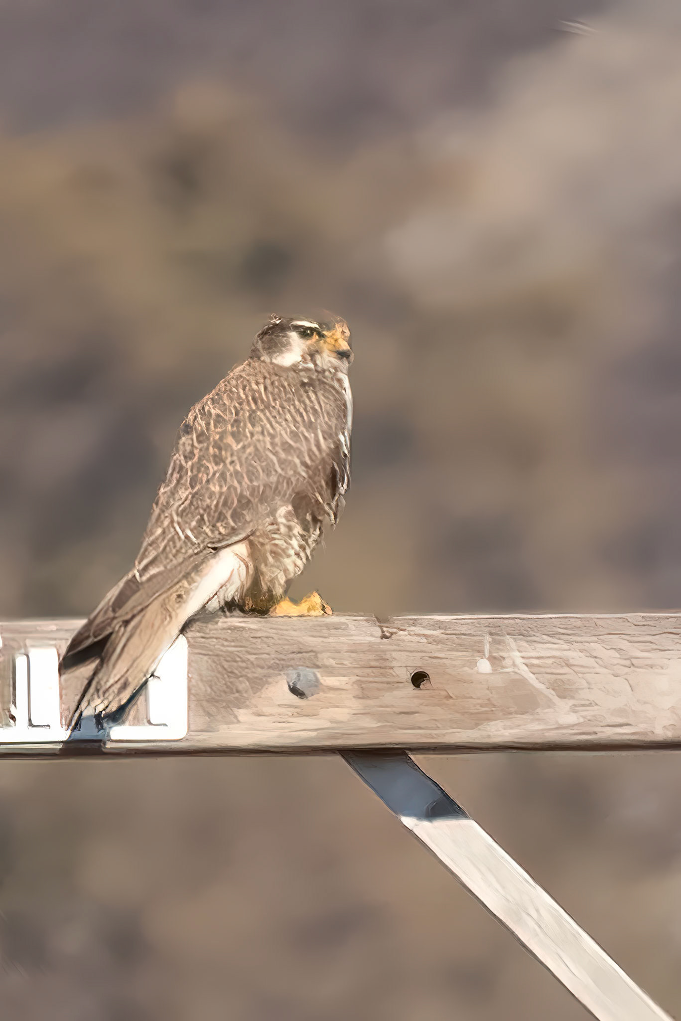 Peregrine Falcon