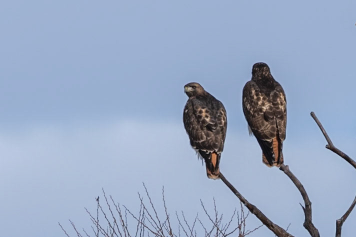 Red-tailed Hawk