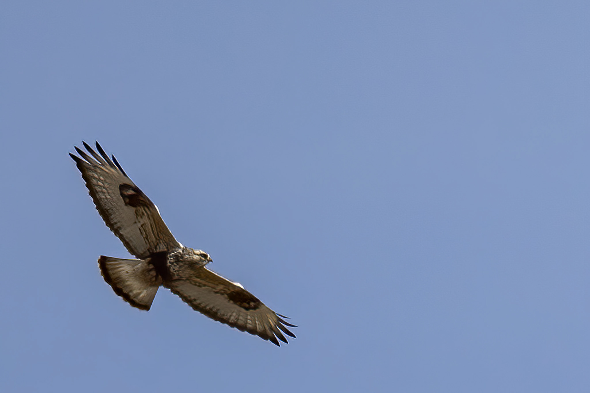 Rough-legged Hawk