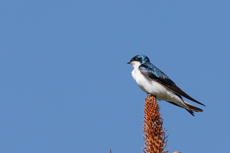 Tree Swallow
