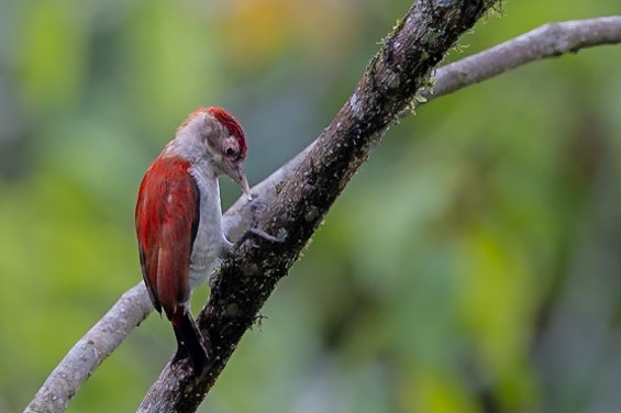 Scarlet-backed Woodpecker
