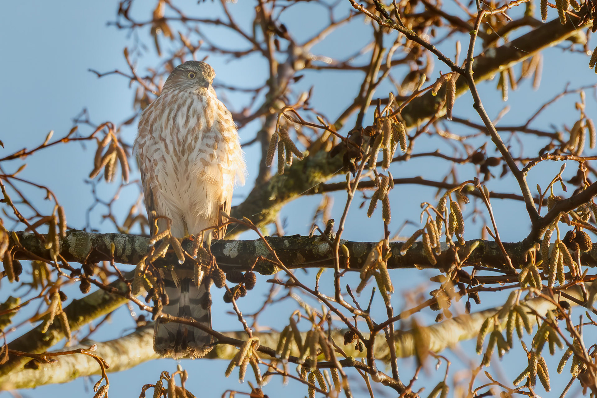 Sharp-shinned Hawk