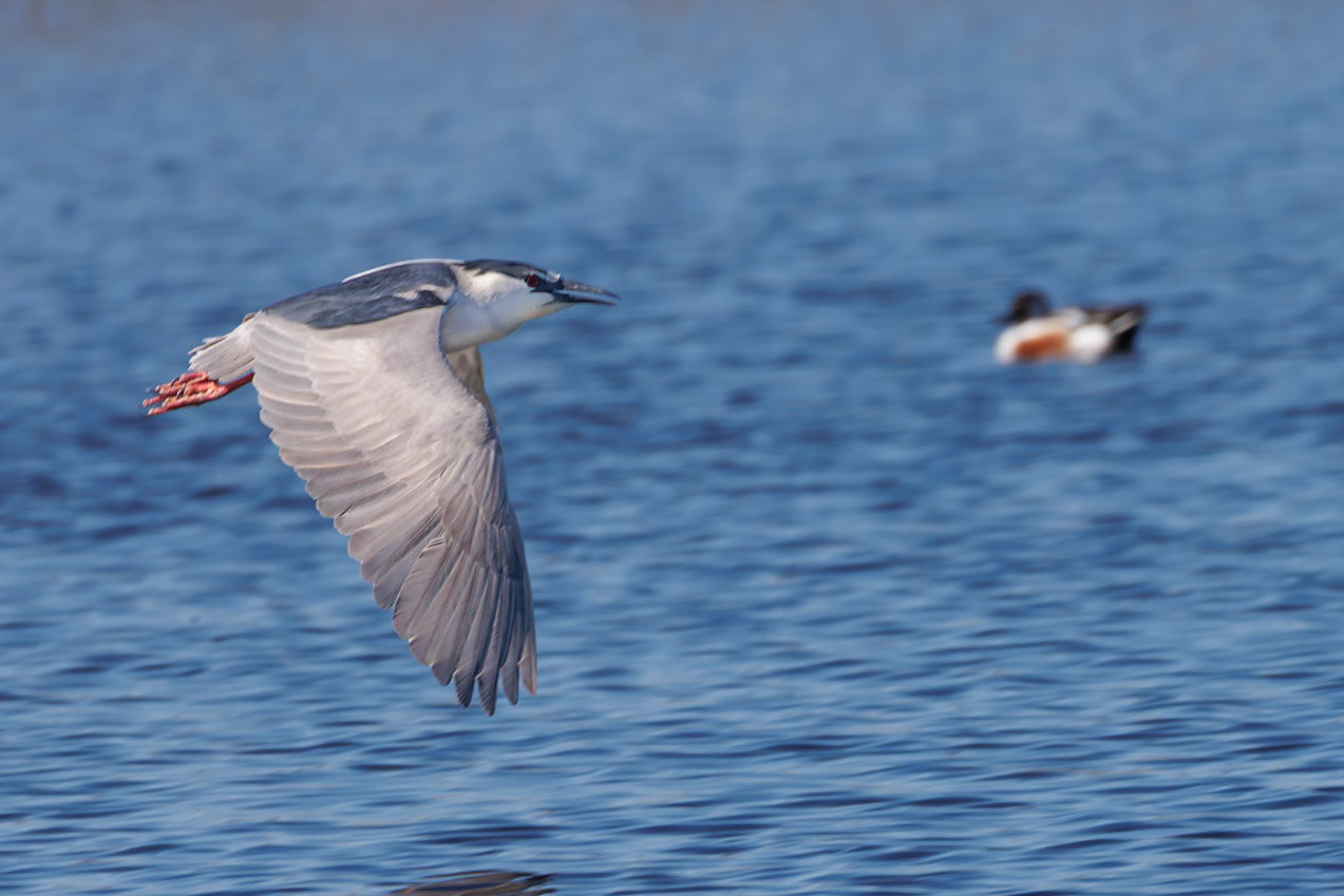 Black-crowned Night-Heron