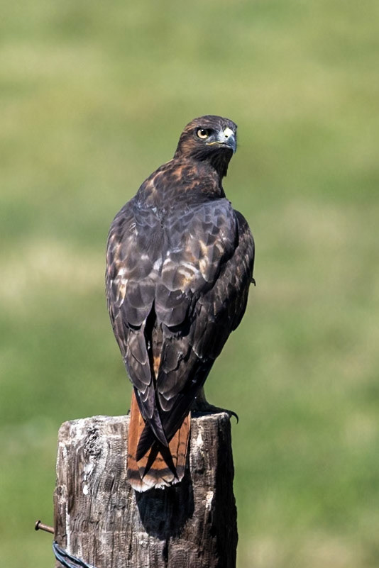 Red-tailed Hawk