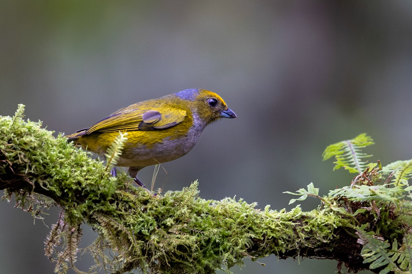 female Orange-bellied Euphonia