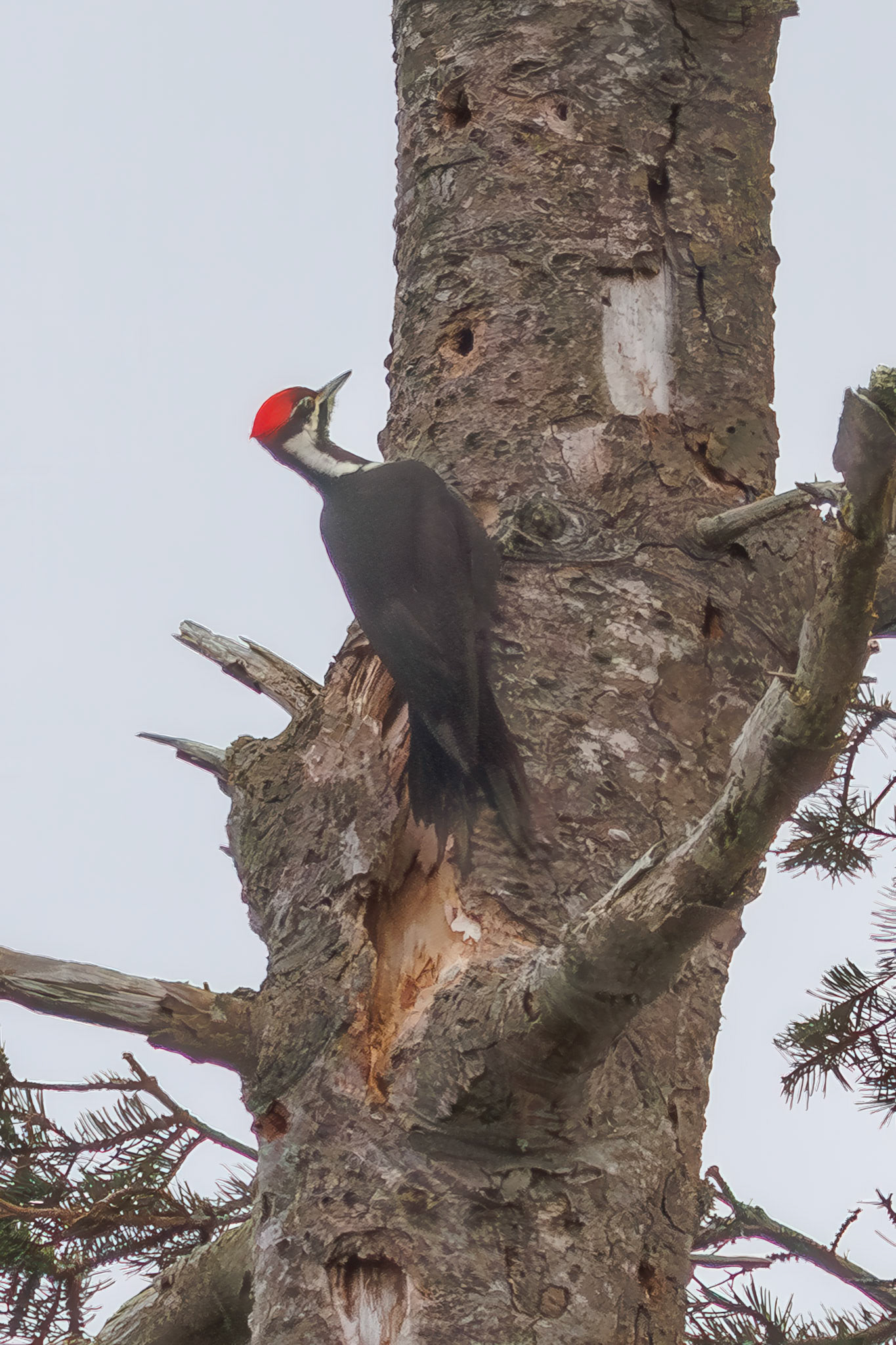 Pileated Woodpecker