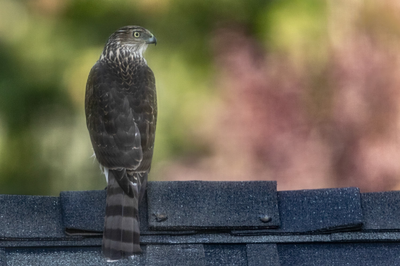 Sharp-shinned Hawk