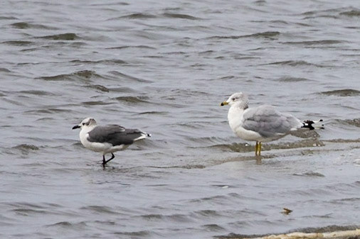 Ring-billed Gull and Laughing Gull