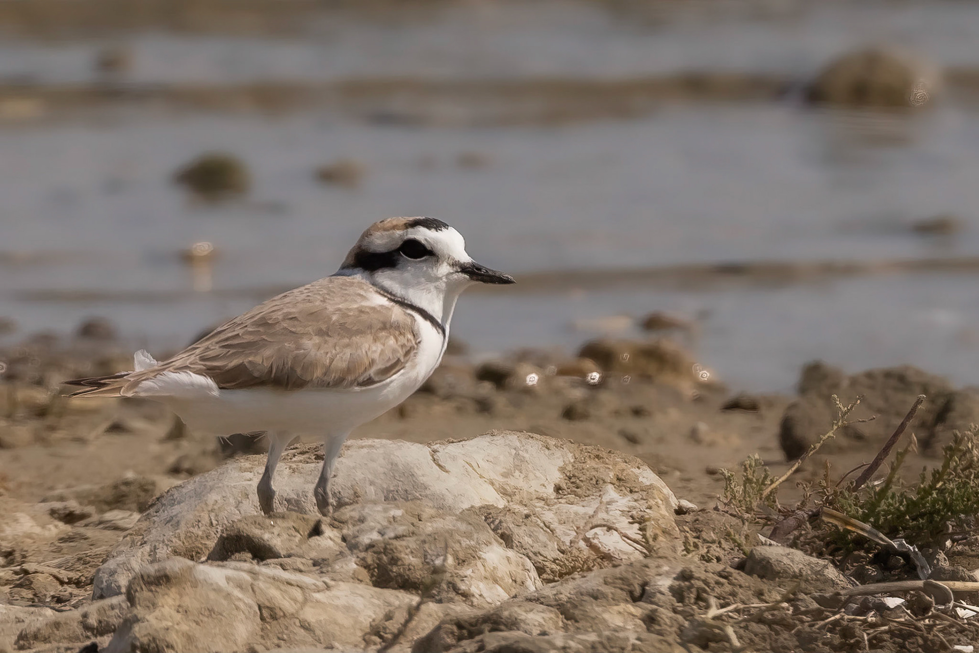 Snowy Plover