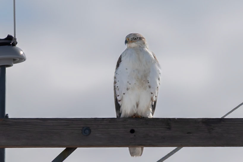 Ferruginous Hawk