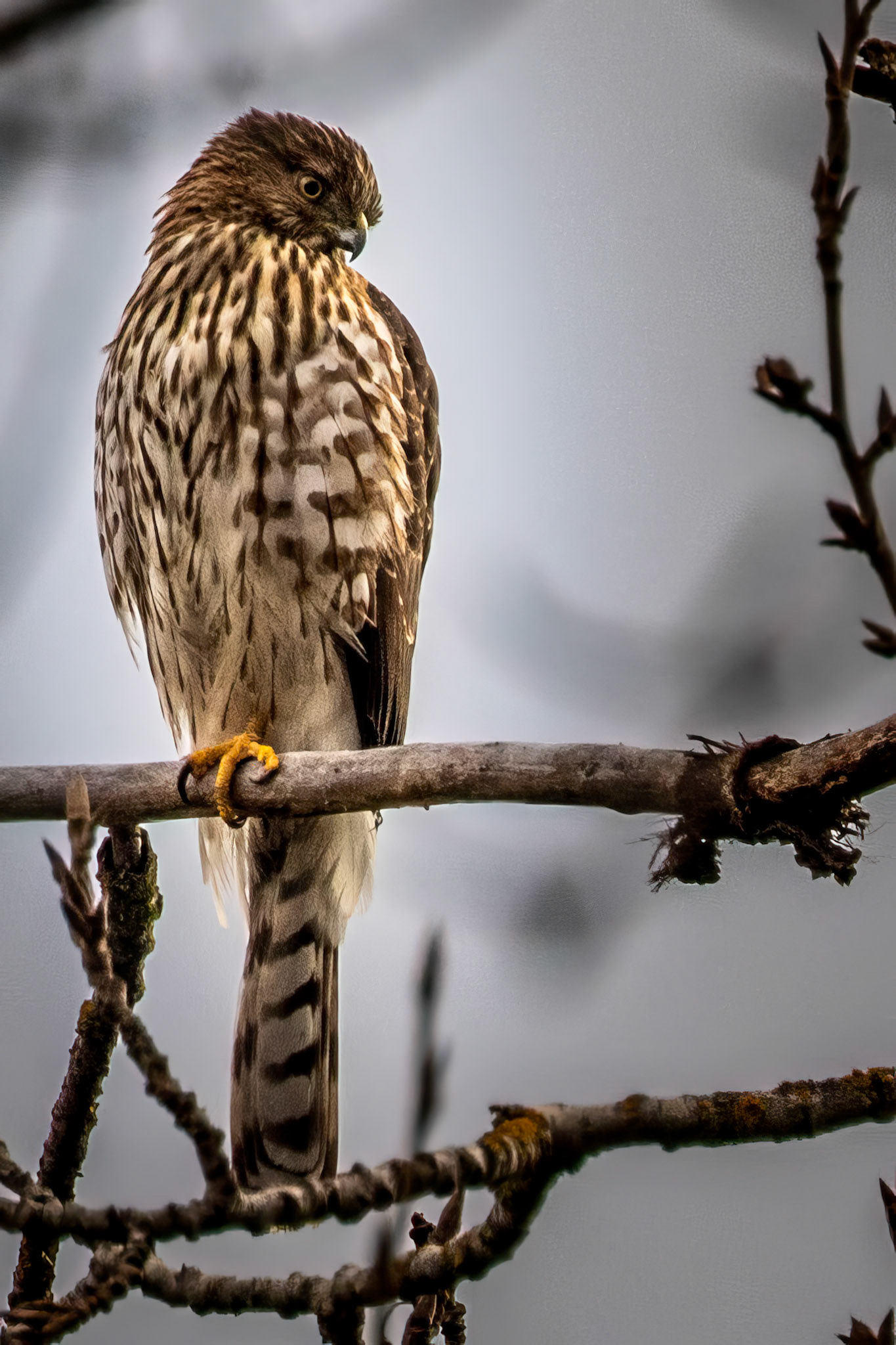 Cooper’s Hawk