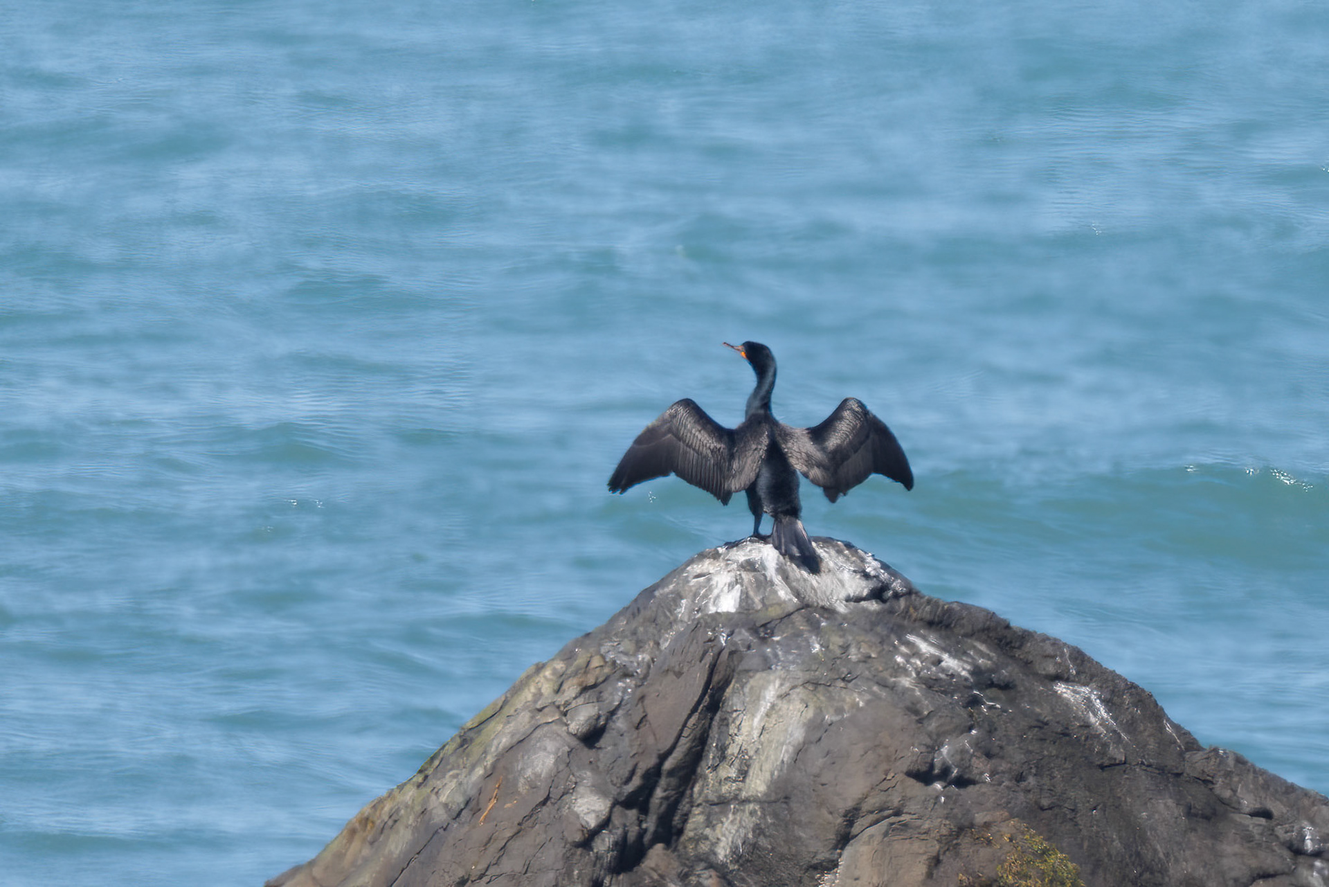 Double-crested Cormorant
