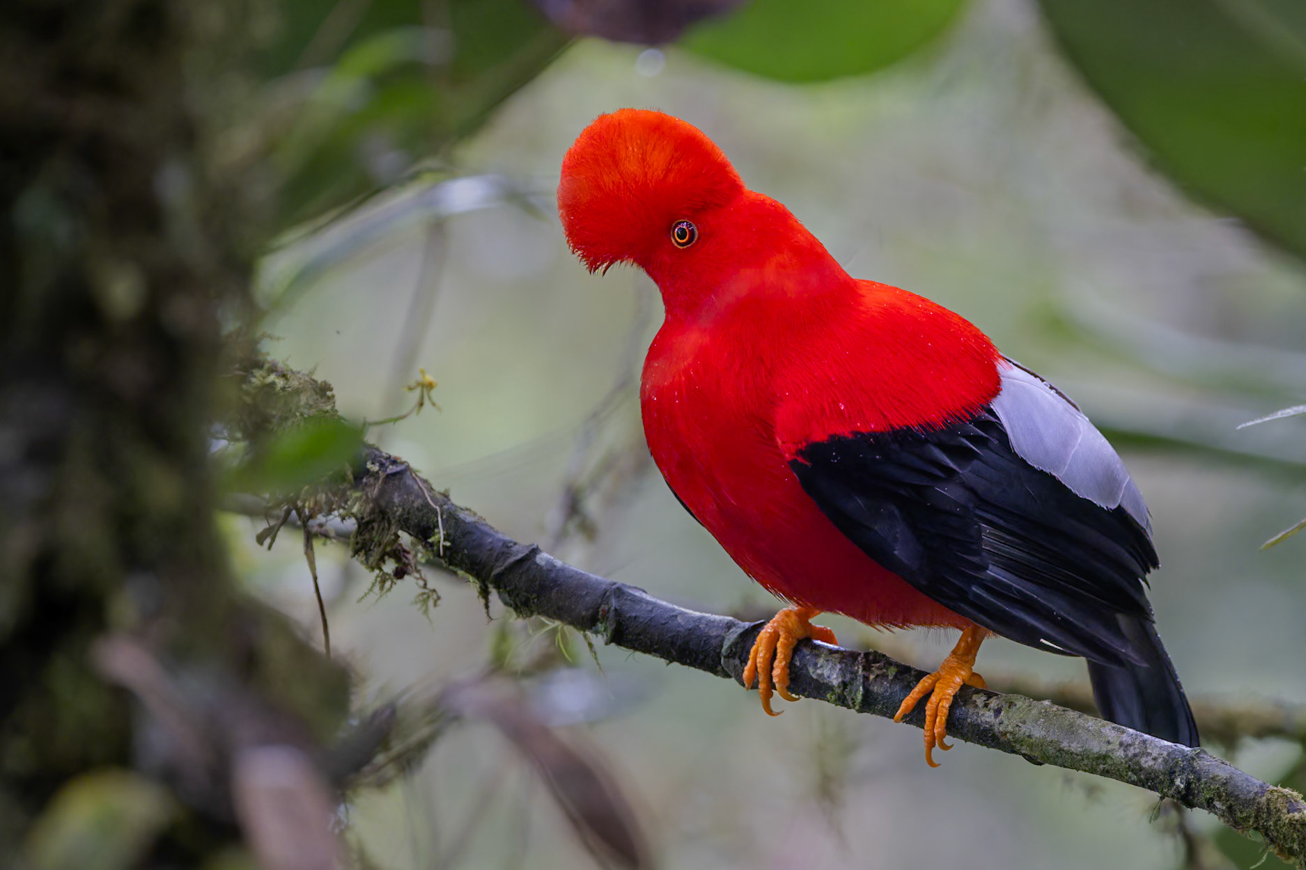 Andean Cock-of-the-rock