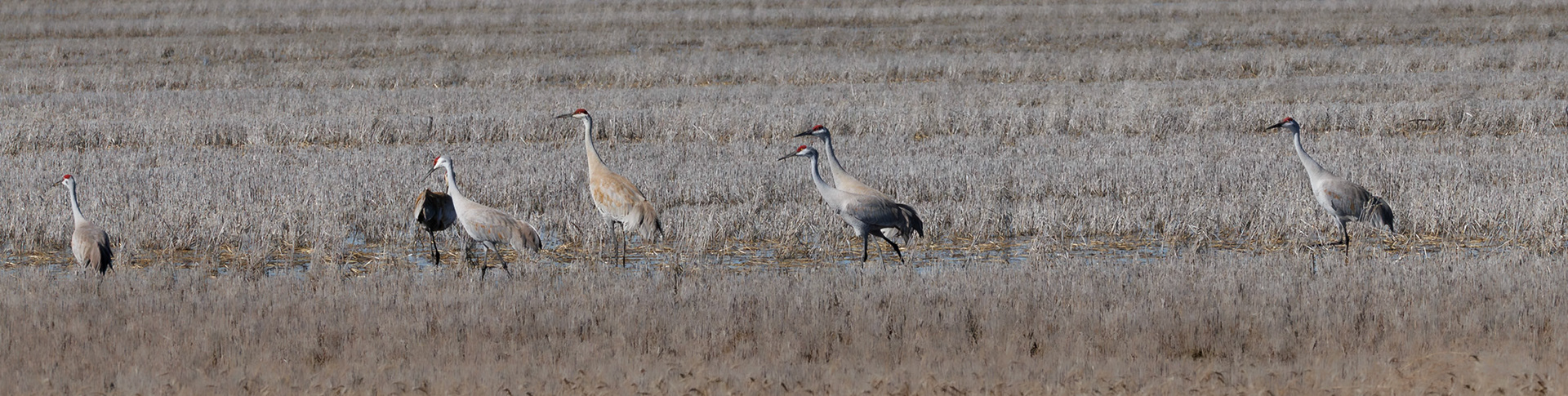 Sandhill Cranes