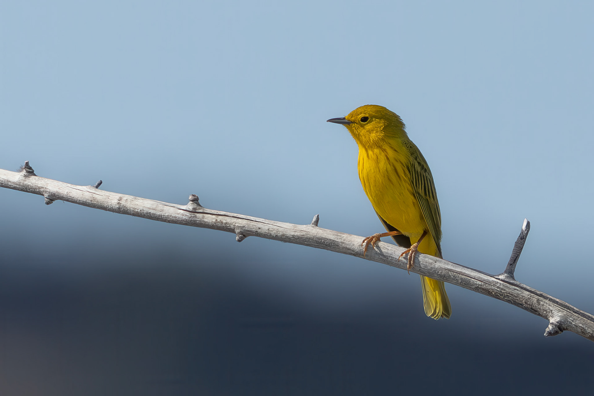 Northern Yellow Warbleer