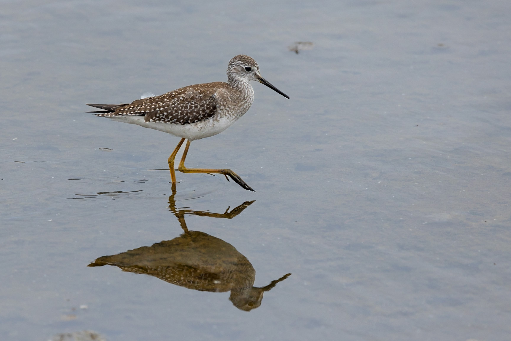 Greater Yellowlegs