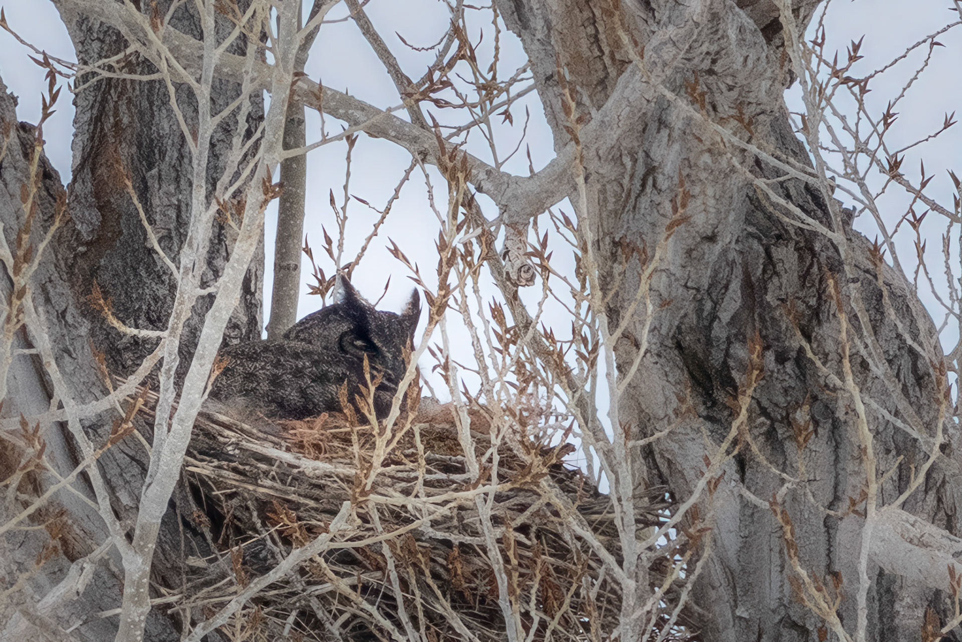 Great Horned Owl