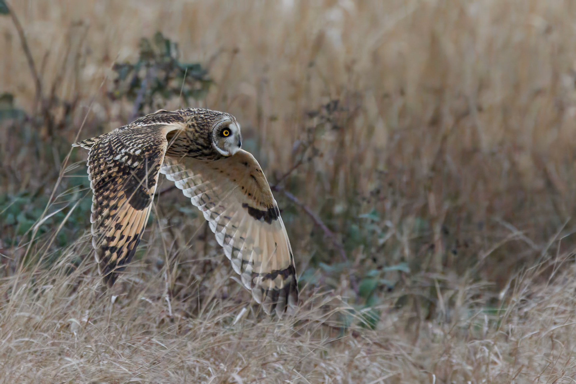 Short-eared Owl