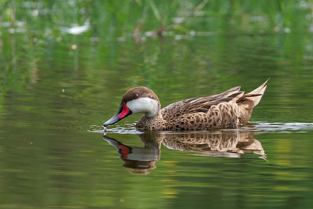 White-cheeked Pintail
