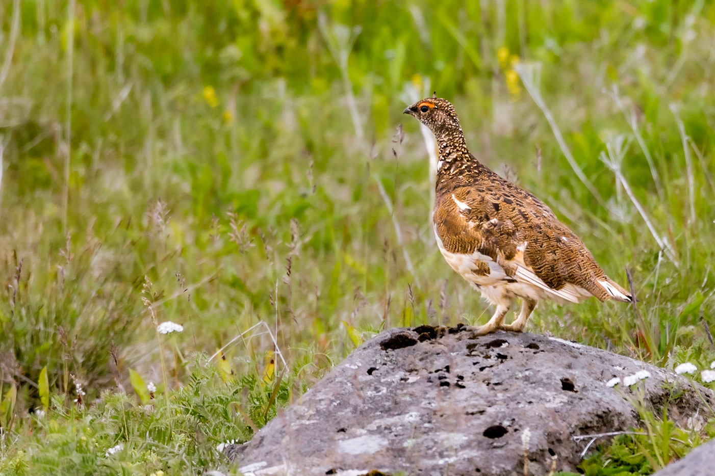 Rock Ptarmigan