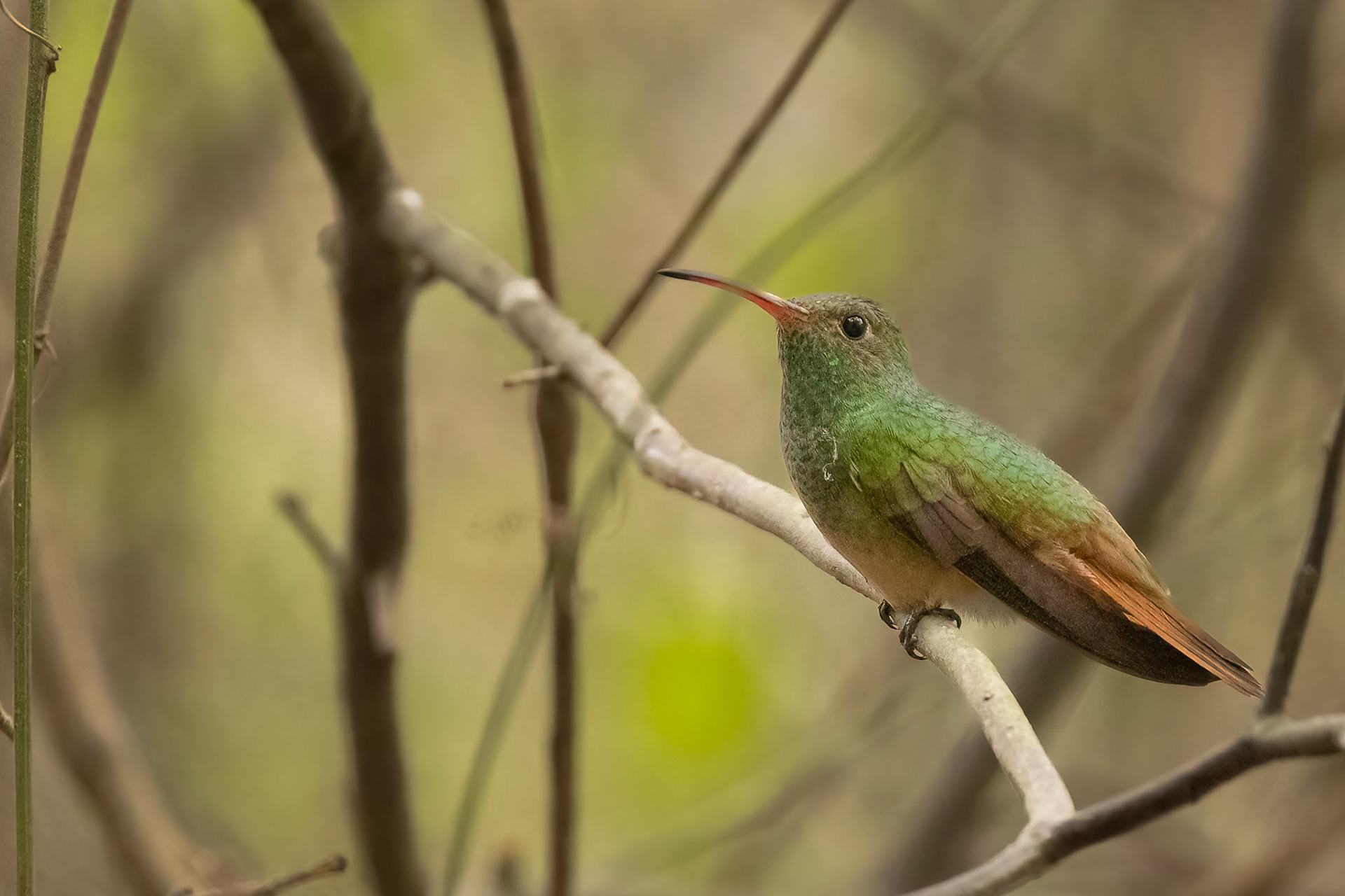 Buff-bellied Hummingbird
