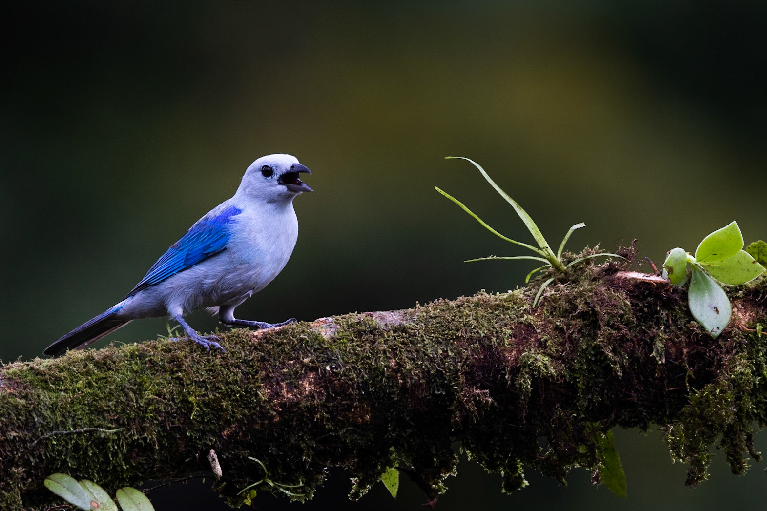 Blue-Gray Tanager