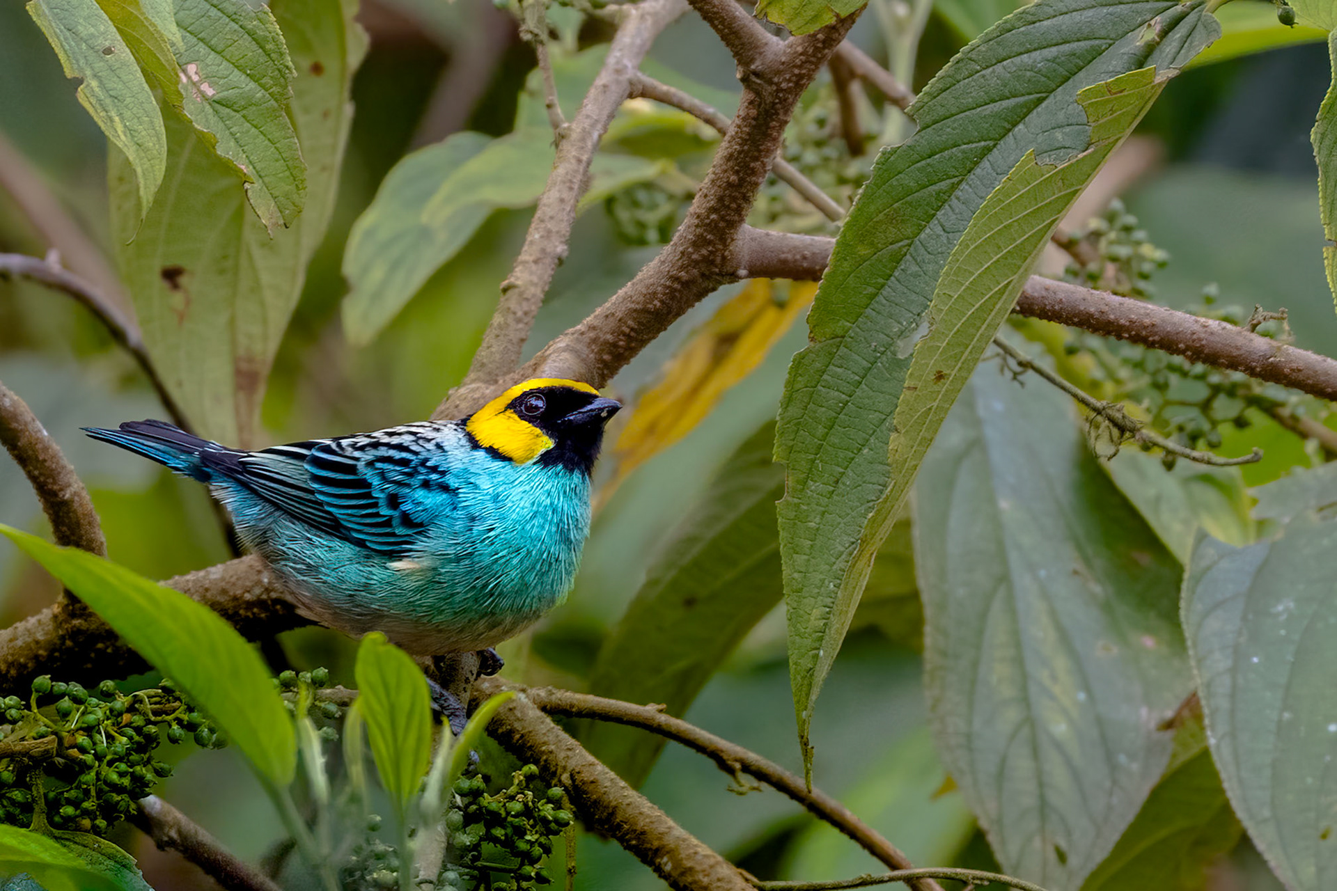 Saffron-crowned Tanager