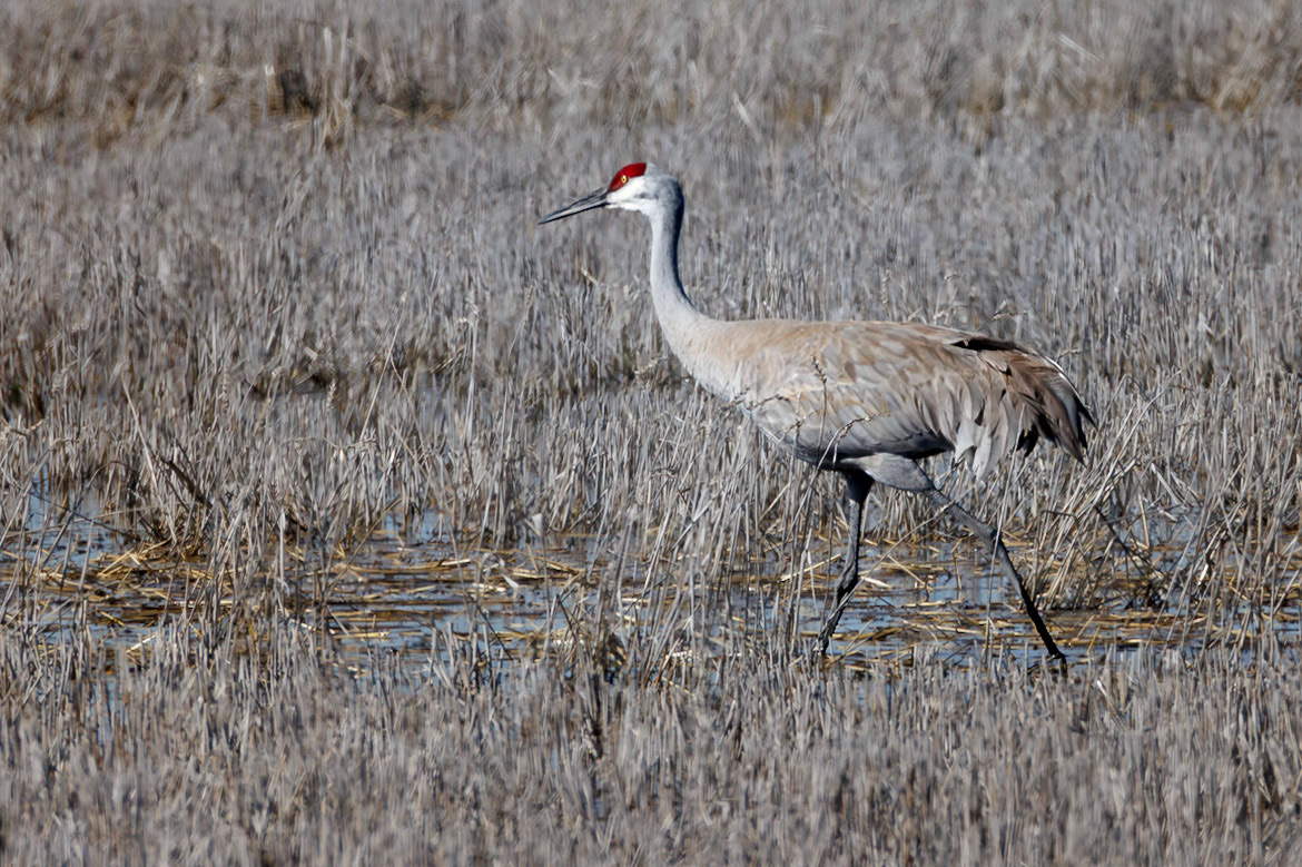 Sandhill Crane